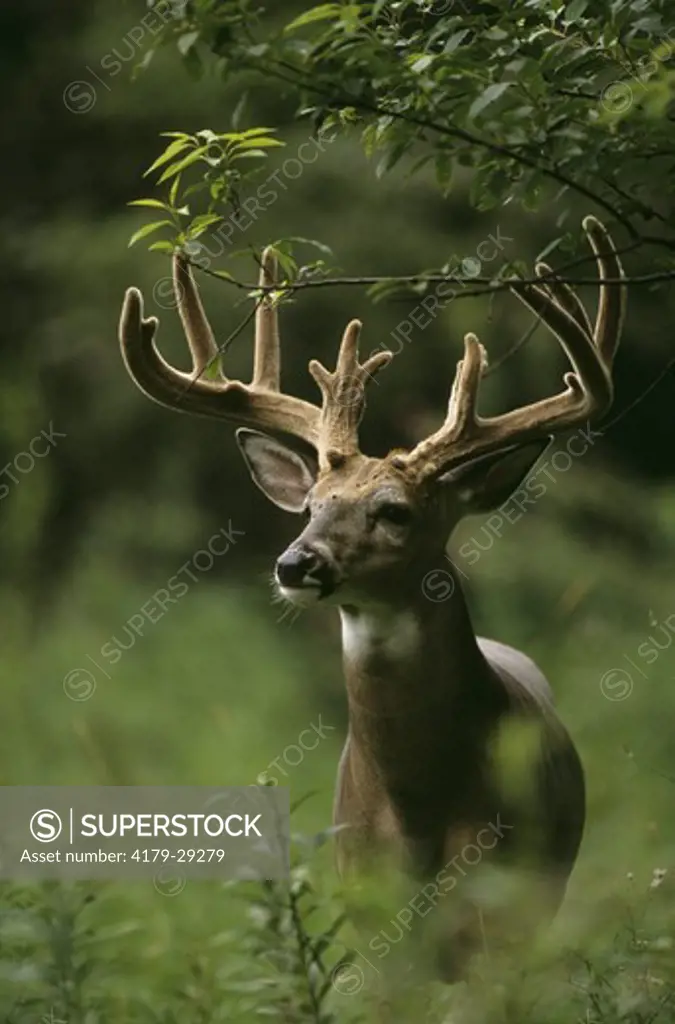 White-tailed Deer (Odocoileus virginianus) Goodhue County, MN