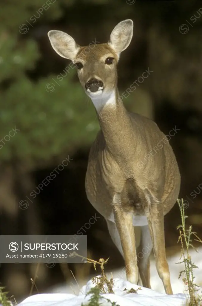 White-tailed Deer Doe (Odocoileus virginianus) Becker County, MN, Minnesota
