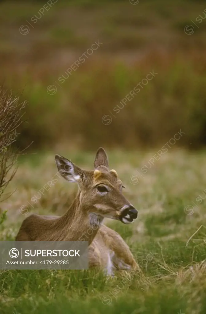 Whitetail Deer (Odocoileus virginianus) Blue Ridge Mountains, Virginia w/ antler buds