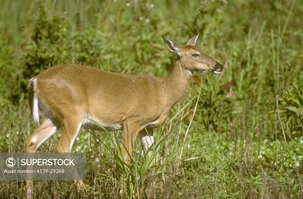 Whitetail Deer (Odocoileus virginianus) Corkscrew Swamp Sanctuary FL