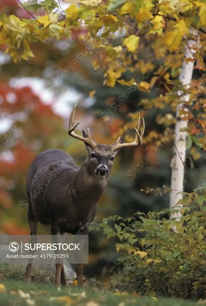 Whitetail Deer (Odocoileus virginianus) 10 pt. Buck in Fall Color, Wisconsin