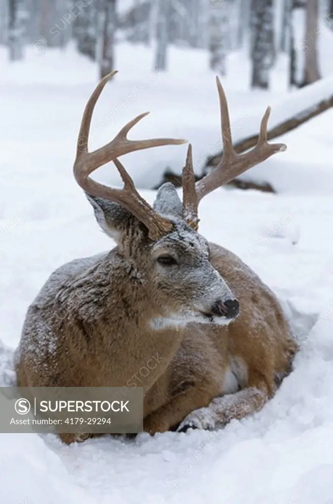Whitetail Deer (Odocoileus virginianus) 8 pt. Buck lying down in Snow, WI Wisconsin