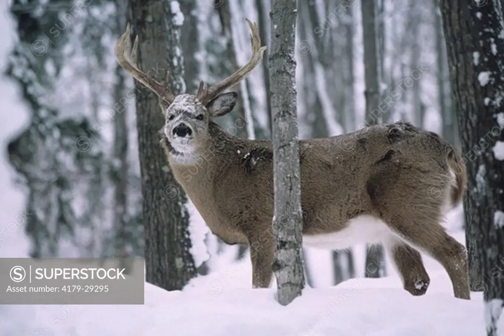 Whitetail Deer (Odocoileus virginianus) mature Buck in forest, snow on face, Wisconsin