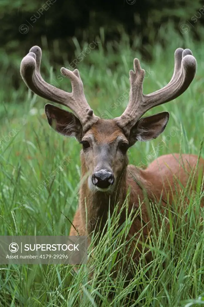 Whitetail Deer (Odocoileus virginianus) Portrait of Buck in Velvet, Wisconsin