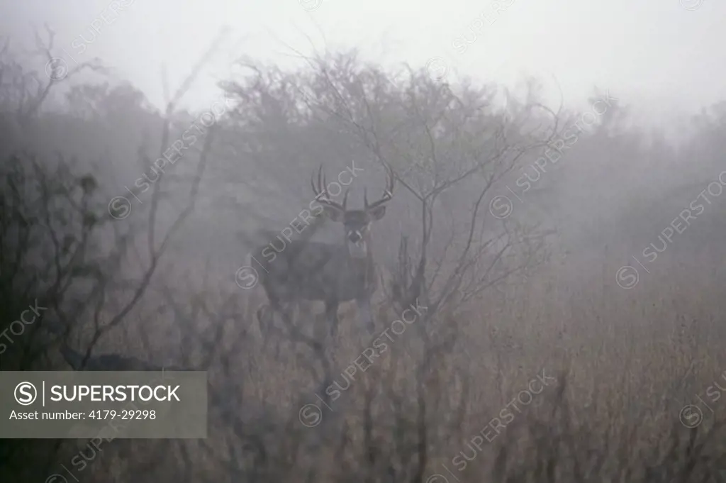 Whitetail Deer (Odocoileus virginianus) Buck in early a.m. Fog with Turkey, Texas