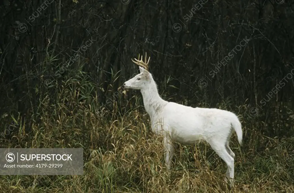 Whitetail Deer (Odocoileus virginianus) white colored Buck, Scrub Oak, Wisconsin