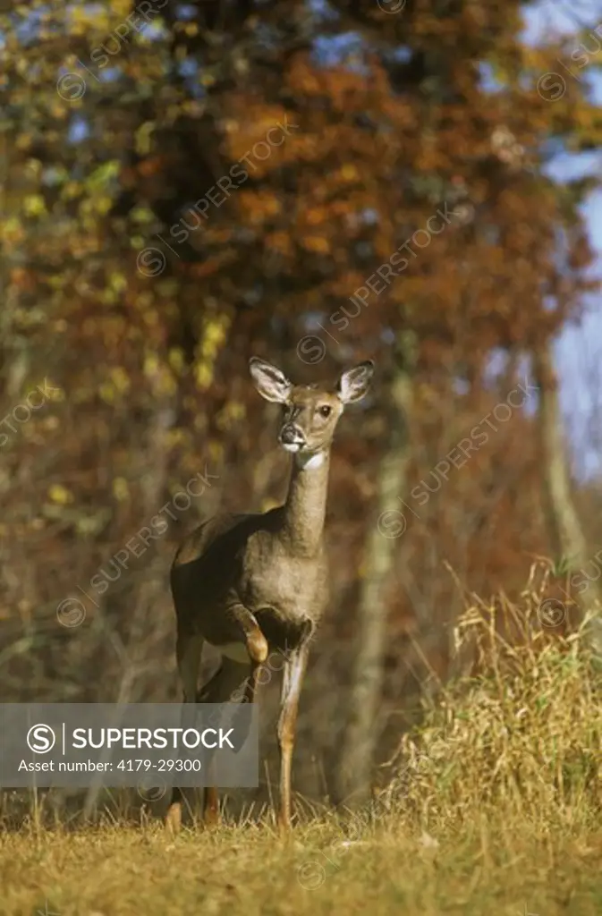 Whitetail Deer (Odocoileus virginianus) agitated Doe pounds Foot, Scrub Oak, WI, Wisconsin