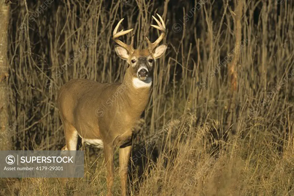 Whitetail Deer (Odocoileus virginianus) alert Buck, clean Antlers, Wisconsin