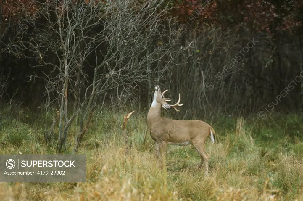 Whitetail Deer (Odocoileus virginianus) Buck scent marking Branches, Wisconsin Scrub Oak Forest Edge