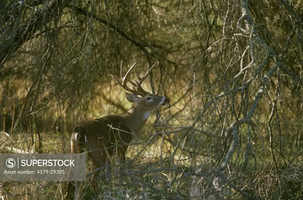 Whitetail Deer, 8 pt. Buck in Shrubs (Odocoileus virginianus) Texas