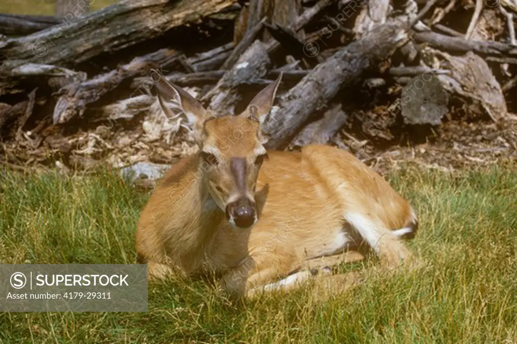 Whitetail Deer, Young Buck lying down, Minnesota (Odocoileus virginianus)