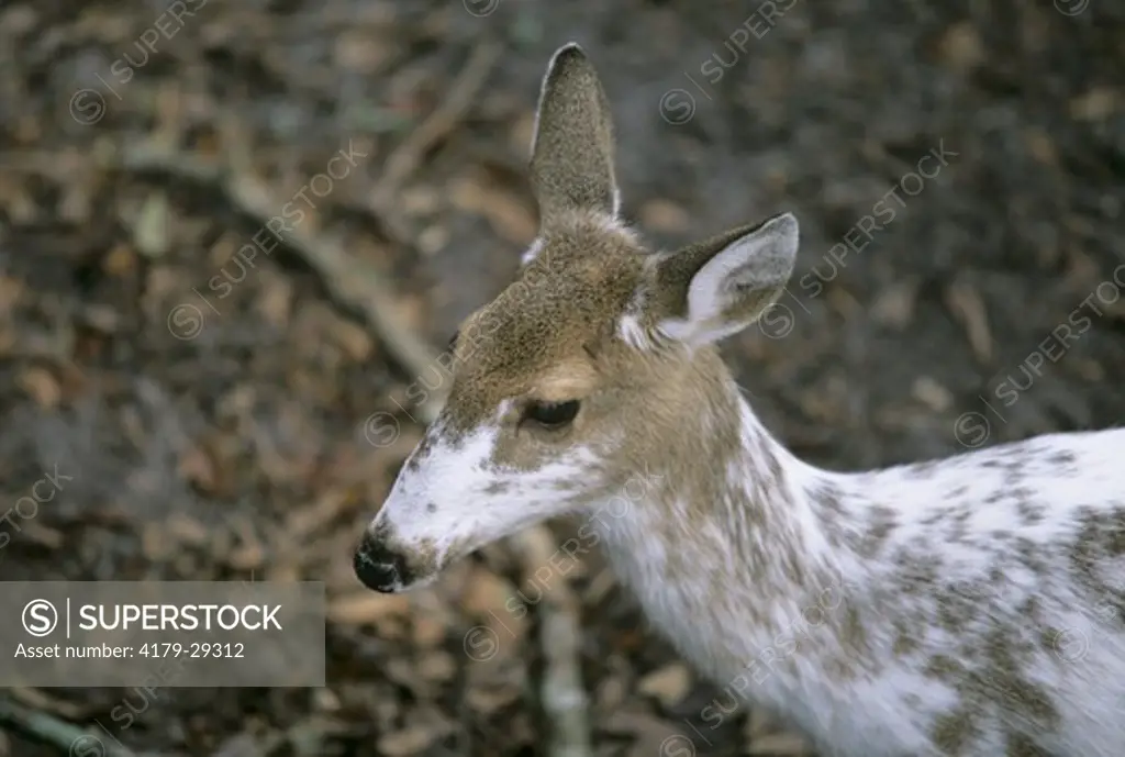 Whitetail Deer, Piebald Doe, Florida (Odocoileus virginianus)