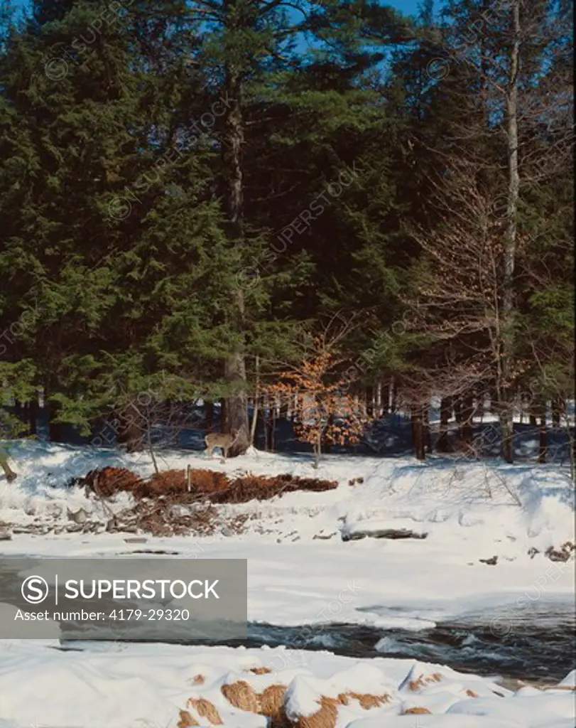 White-tailed deer & winter stream, (Odocoileus virginianus), Catskill Mountains, New York (4x5 scan)