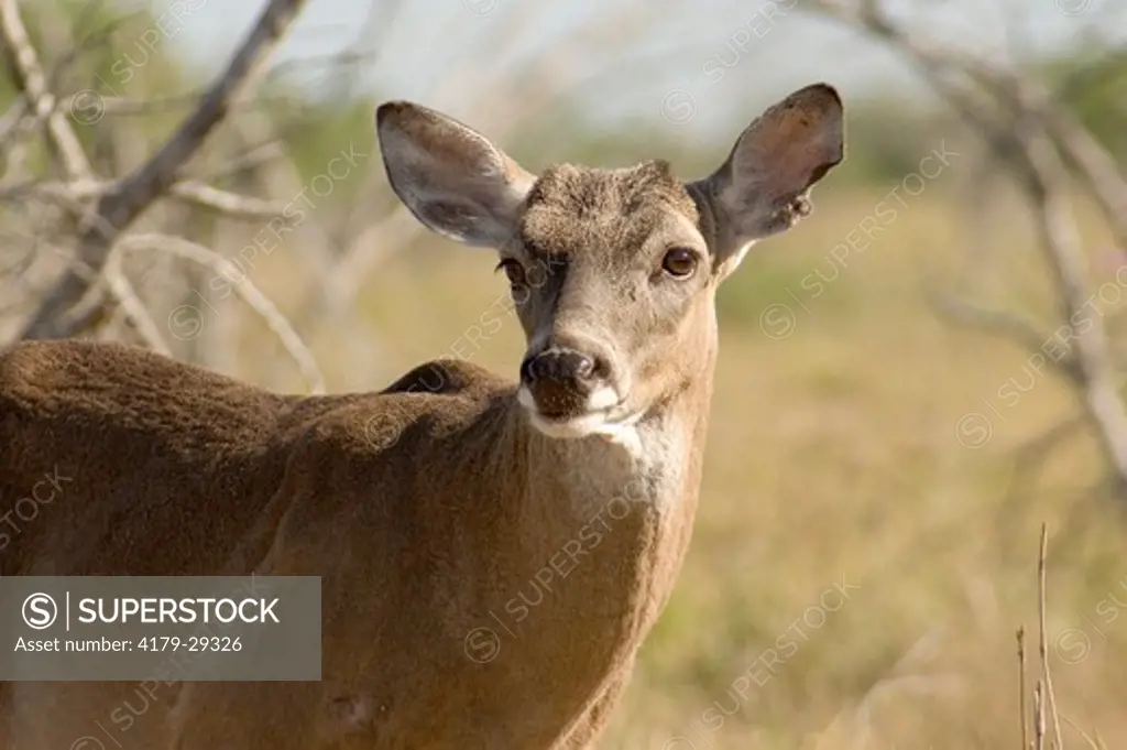 White-tailed Deer (Odocoileus virginianus) Edinberg,Tx