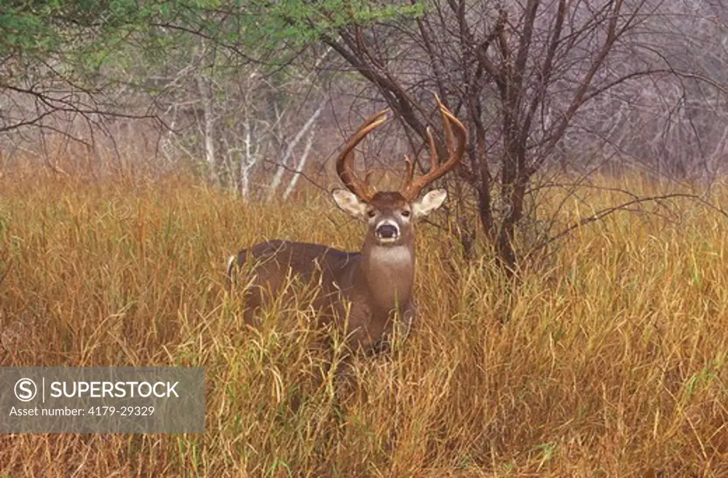 Whitetail Deer Buck (Odocoileus virginia), S. TX, Texas