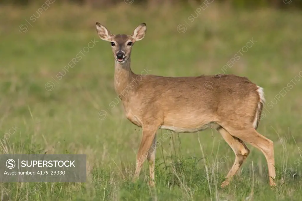 White-tailed Deer in Texas Hill Country, Comfort Texas