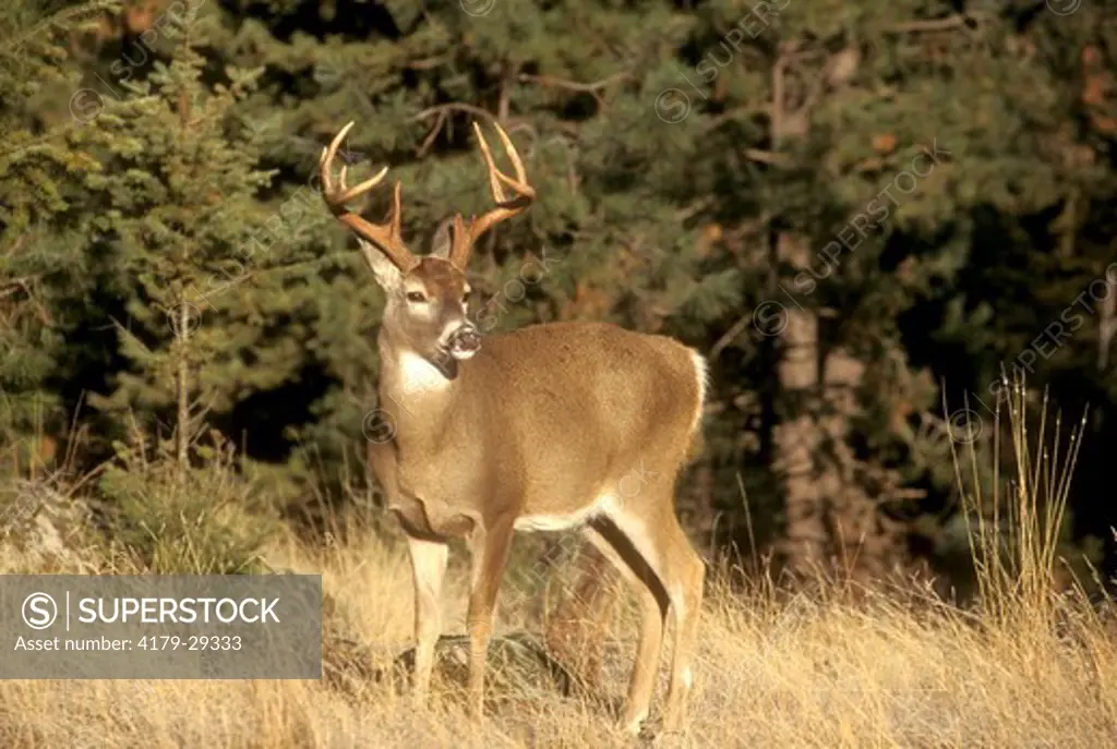 White-tailed Deer (Odocoileus virginianus) Idaho