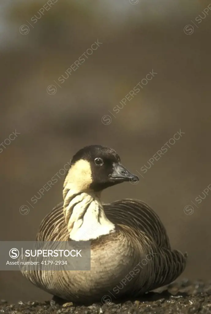 Nene or Hawaiian Goose (Nesochen sandvicensis), Endangered sp., Is. Hawaii