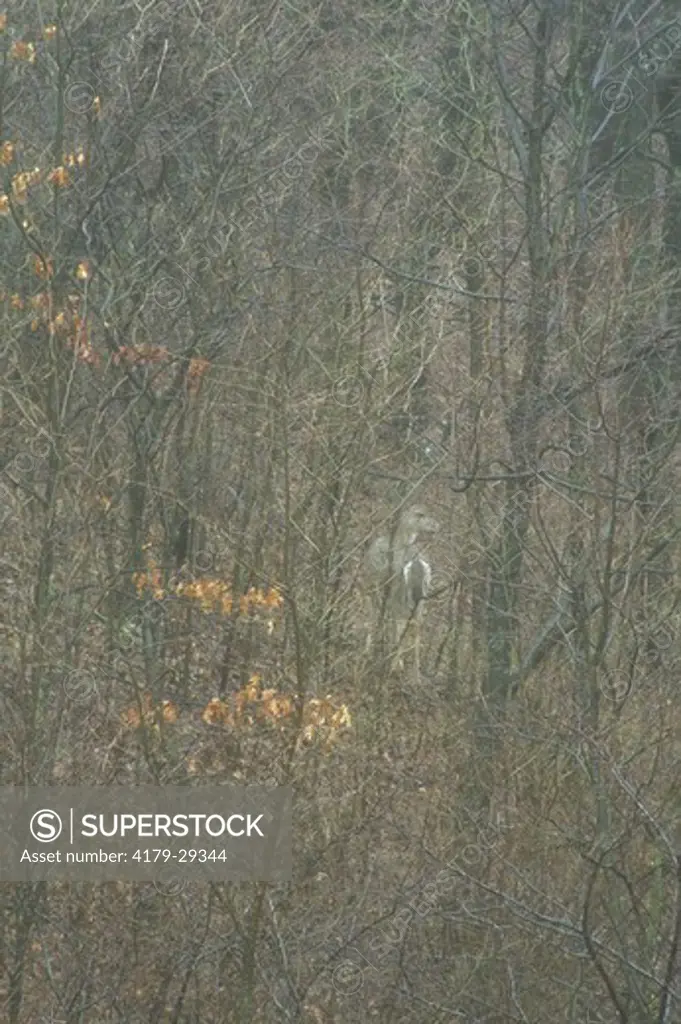 White-tailed Deer in Woods in Rainstorm (Odocoileus virginianus), W. PA
