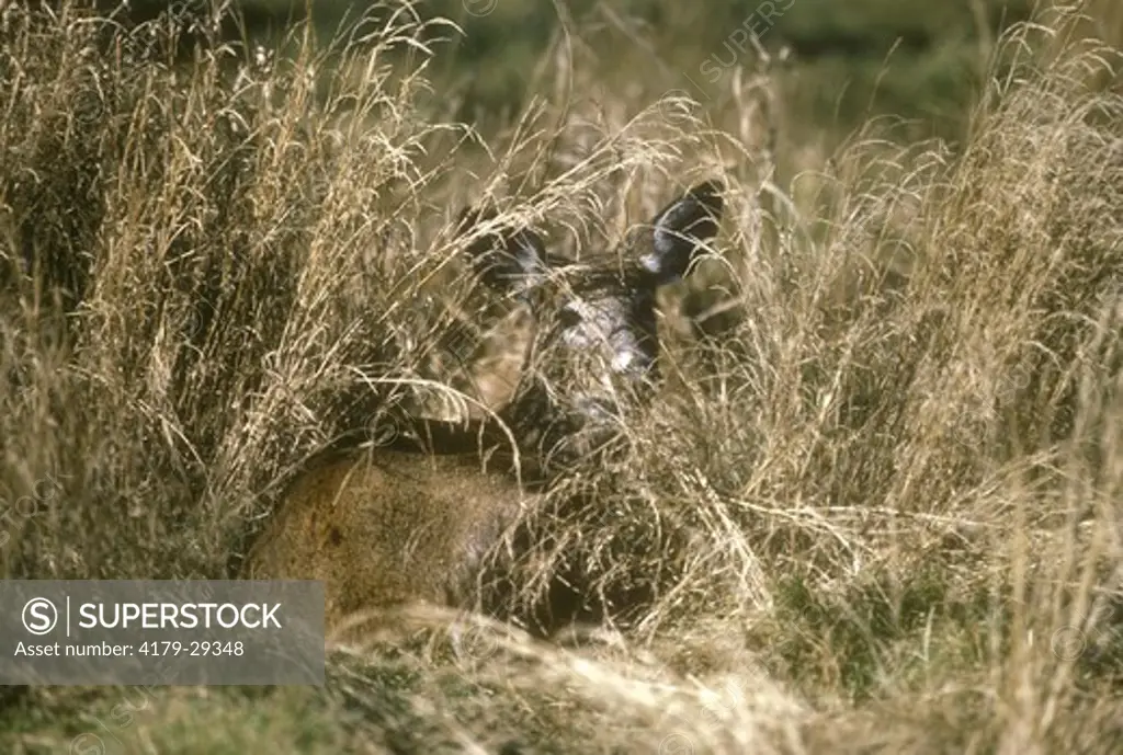 Whitetail Deer  Bedding Down