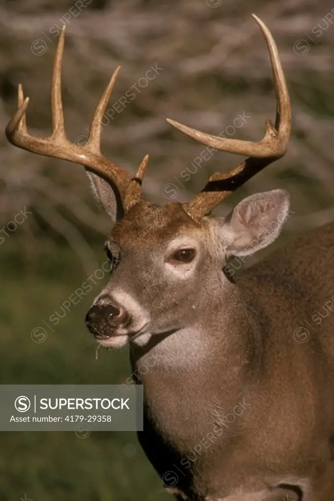 White-tailed Deer (Odocoileus virginianus) buck portrait. Southern TX