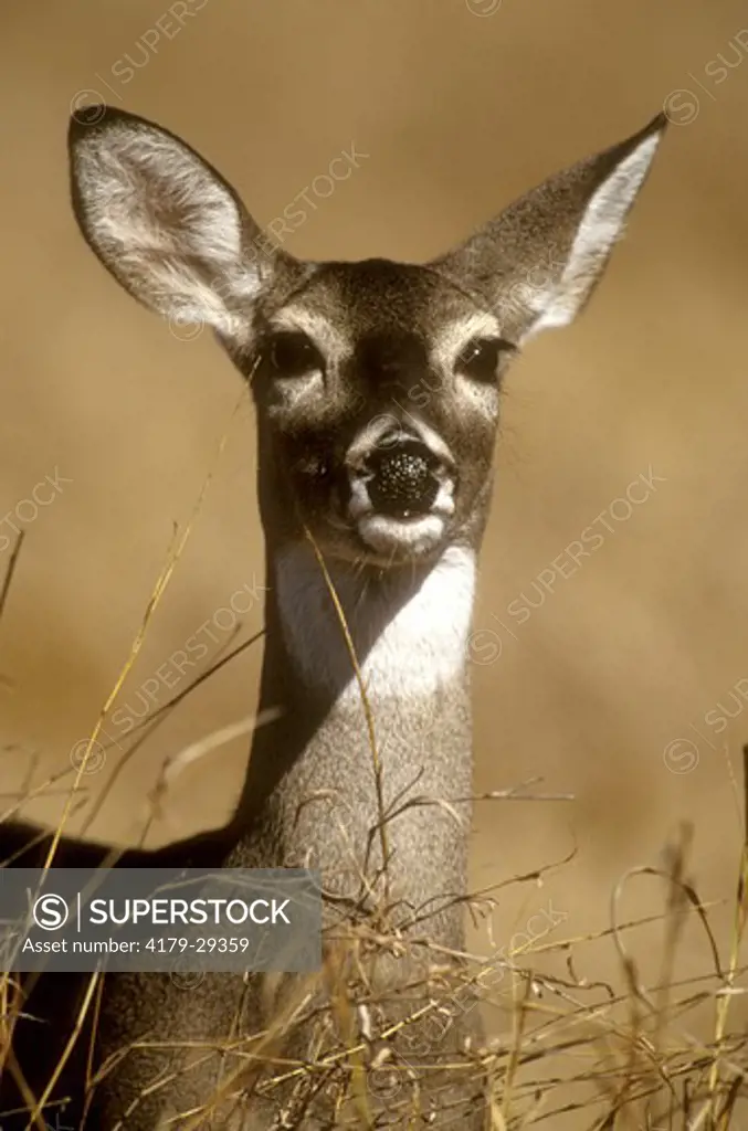 White-tailed Deer (Odocoi- leus virginianus), Doe Portrait, S. TX