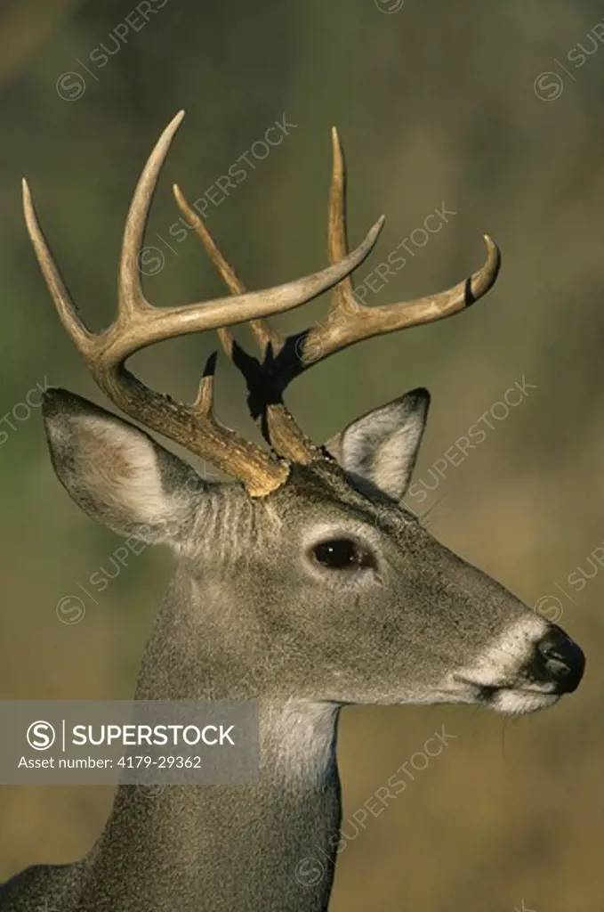 Whitetail Deer, 8 pt. Buck Portrait (Odocoileus virginianus) Texas