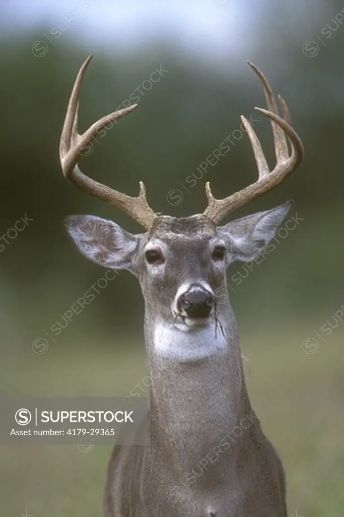 White-tailed Deer Buck (Odocoileus virginianus), Choke Canyon S.P., TX, Texas