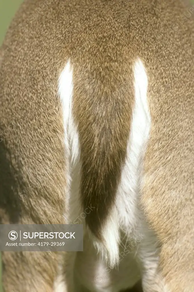 White-tailed Deer (Odocoileus virginianus) tail. Southern TX