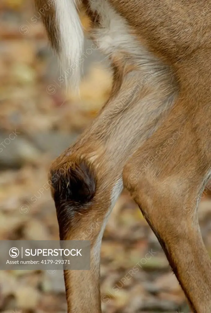 Whitetail Deer (odocoileus virginianus)  Western New Jersey, Closeup showing tarsal gland on inside of hind leg