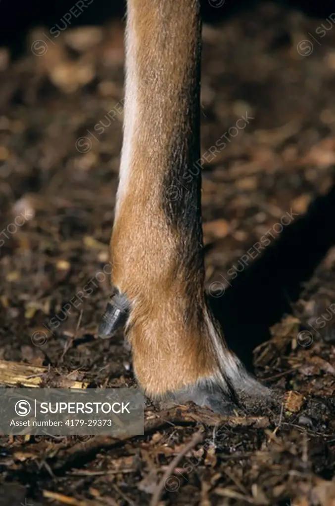 Whitetail Deer Buck, close up of Foot, note Dewclaw (Odocoileus virginianus) Wisconsin