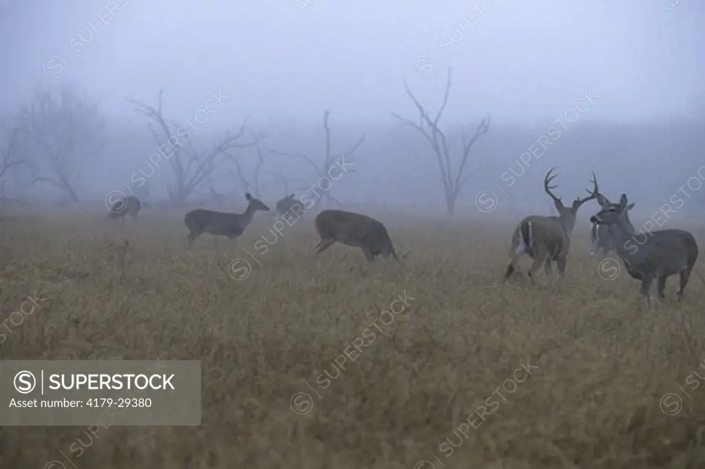 Whitetail Deer (Odocoileus virginianus) Texas, Buck w Doe Group, Fog, feeding