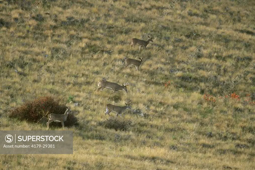 Whitetail Deer, mixed Group on grassy Hillside, Montana (Odocoileus virginianus)