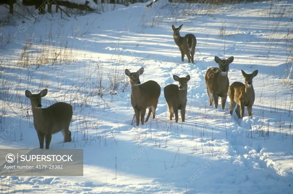 White-tailed Deer in Snow (Odocoileus virginianus), Pocono Mts., PA