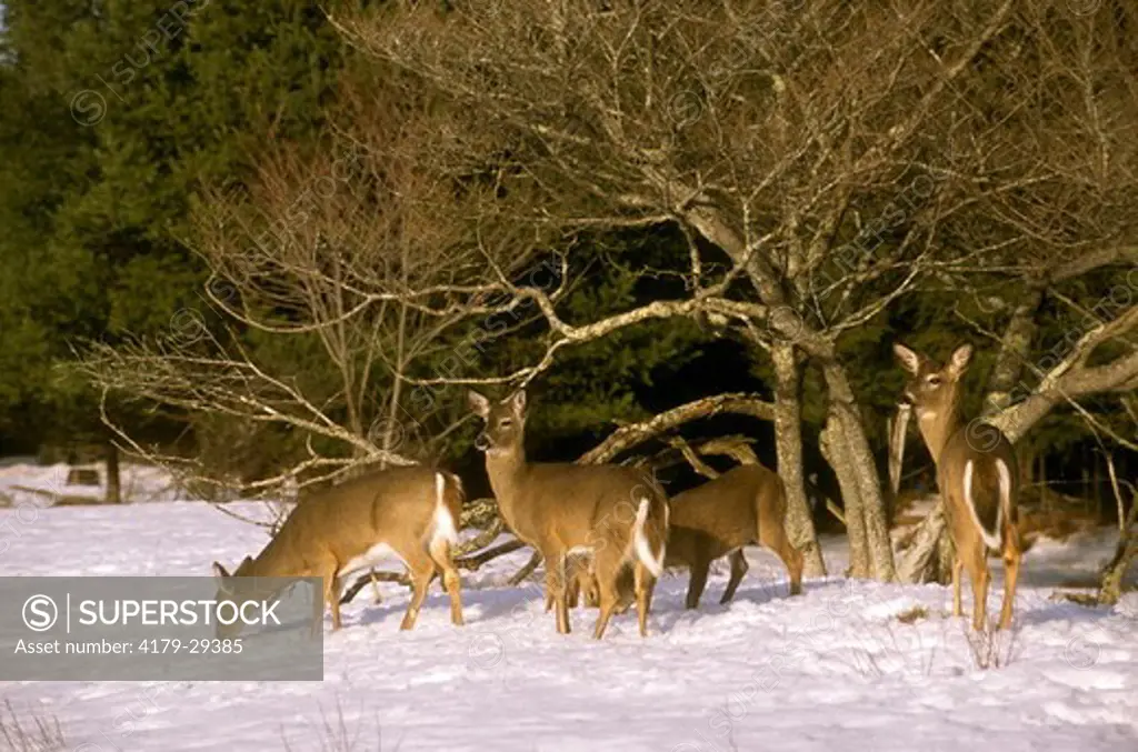 White-tailed Deer in Winter, Catskills, NY (Odocoileus virginianus)