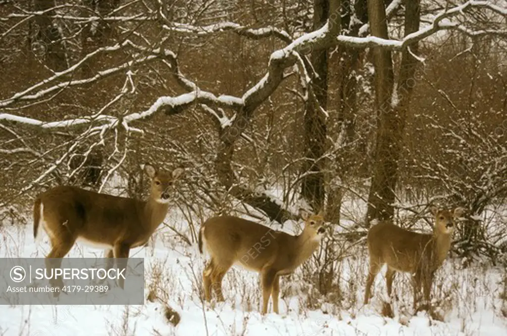 White-tailed Deer, Three in Snow (Odocoileus virginianus), MI, Kensington Metropark