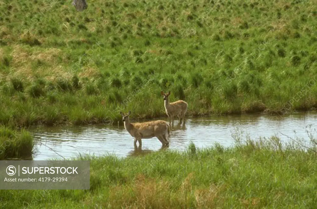 Two Whitetail Deer in Water (Odocoileus virginianus), Canaan Valley S.P., WV, West Virginia