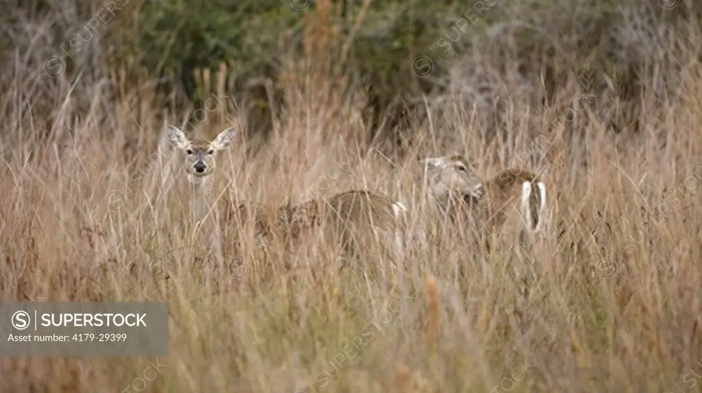 White-tailed Deer (Odocoileus virginianus) Aransas NWR, Texas