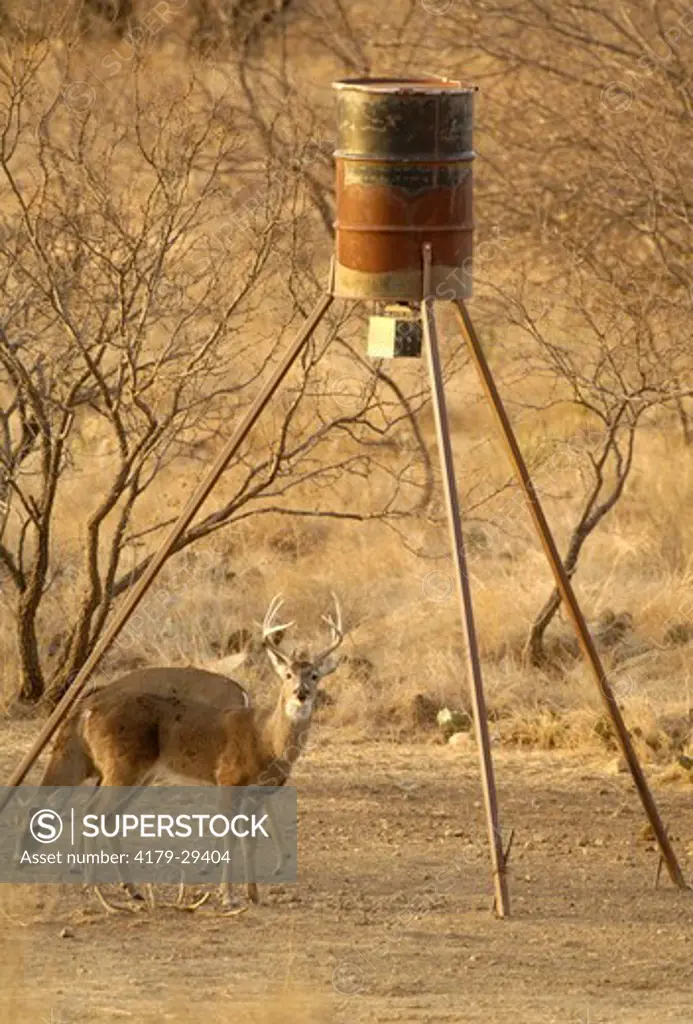 Whitetail Deer (Odocoileus virginianus)  South Texas, Buck at feeder
