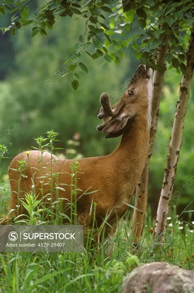 Whitetail Deer (Odocoileus virginianus) Buck feeding on Tree, Wisconsin