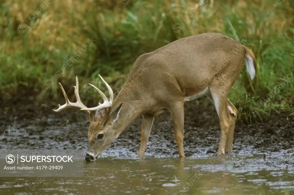 Whitetail Deer (Odocoileus virginianus) Buck drinking from Pond, Rain, Wisconsin