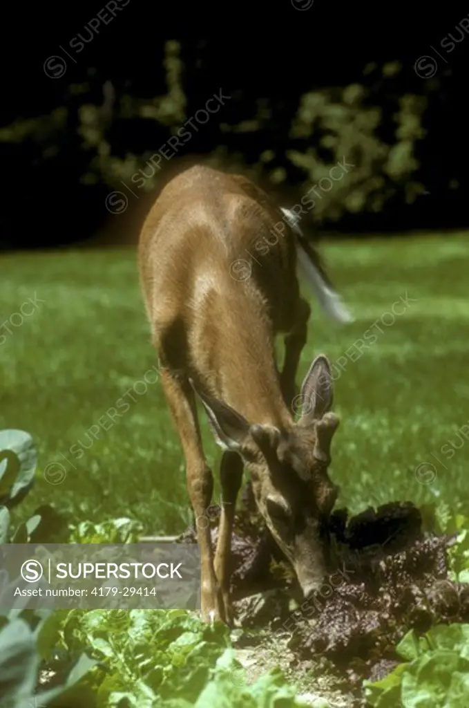 Whitetail Deer in Garden (Odocoileus virginianus) eating Lettuce