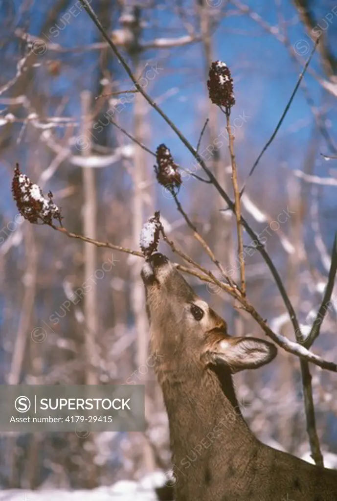 White-tailed Deer Eating Staghorn Sumac (Odocoileus virginianus) Hudson Valley