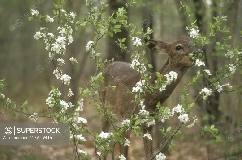 Whitetail Deer Doe eats apple blossoms - New York (Odocoileus virginanus)