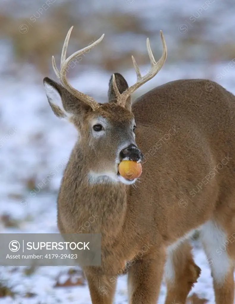 White-tailed Deer, Buck eating fallen Apple in Winter, snow covered Apple Orchard  (Odocoileus virginianus) Northeast (digital image) humorous