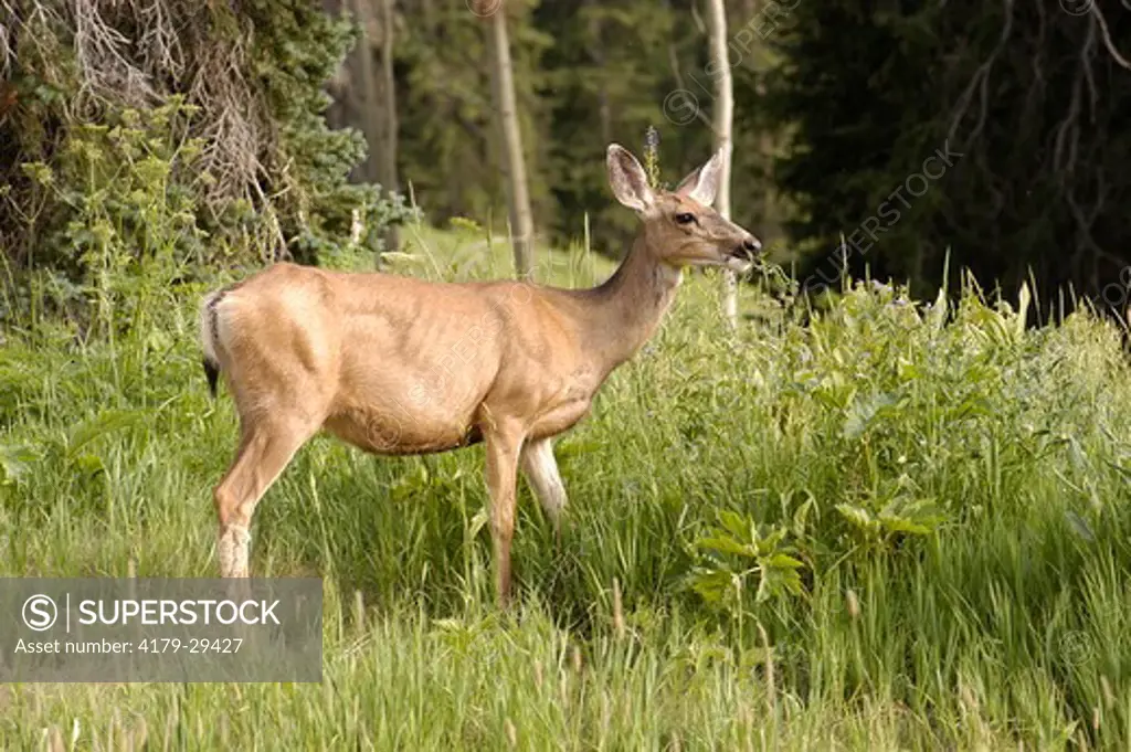 White-tailed Deer-feeding (Odocoileus virginianus) near Crested Butte,Co COLORADO