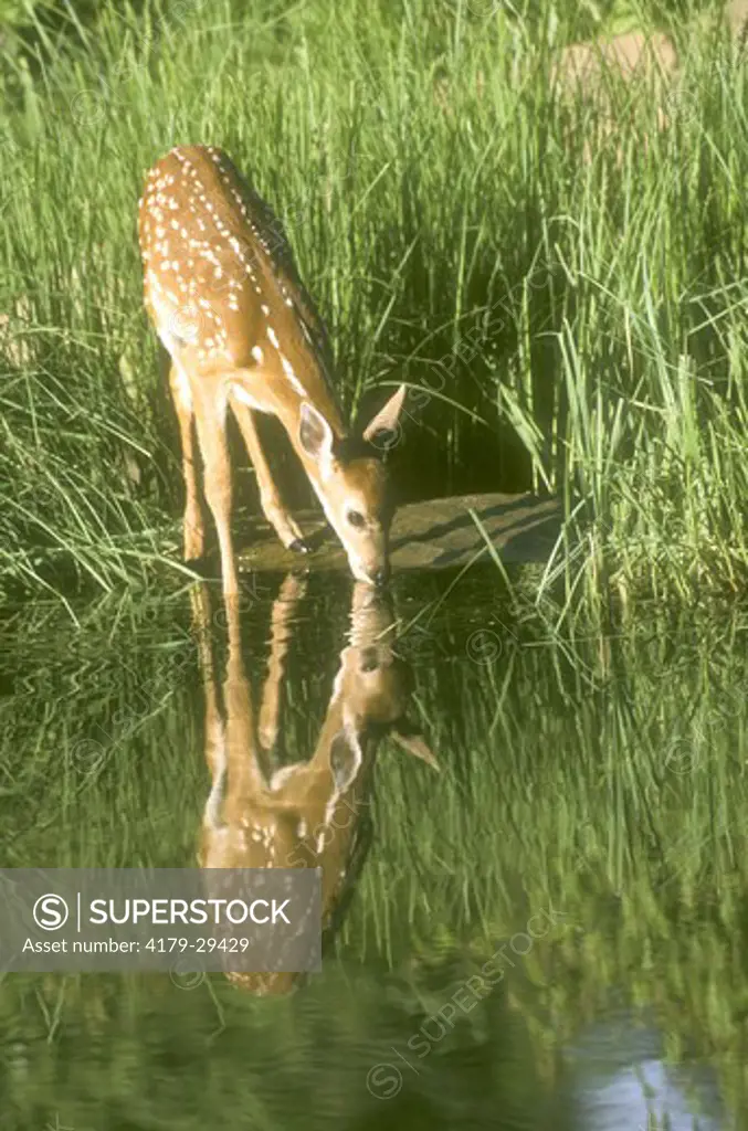 White-tailed Deer Fawn drinking, Reflection (Odocoileus virginianus), Pine Co., MN, IC