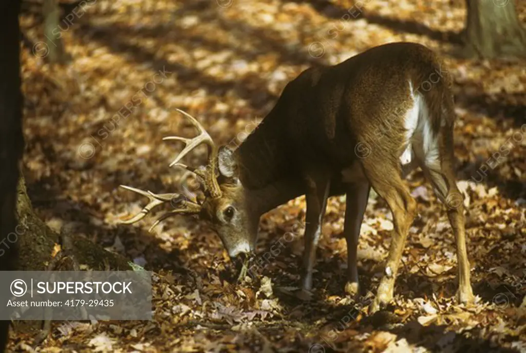 White-tailed Buck eating red Oak Leaves