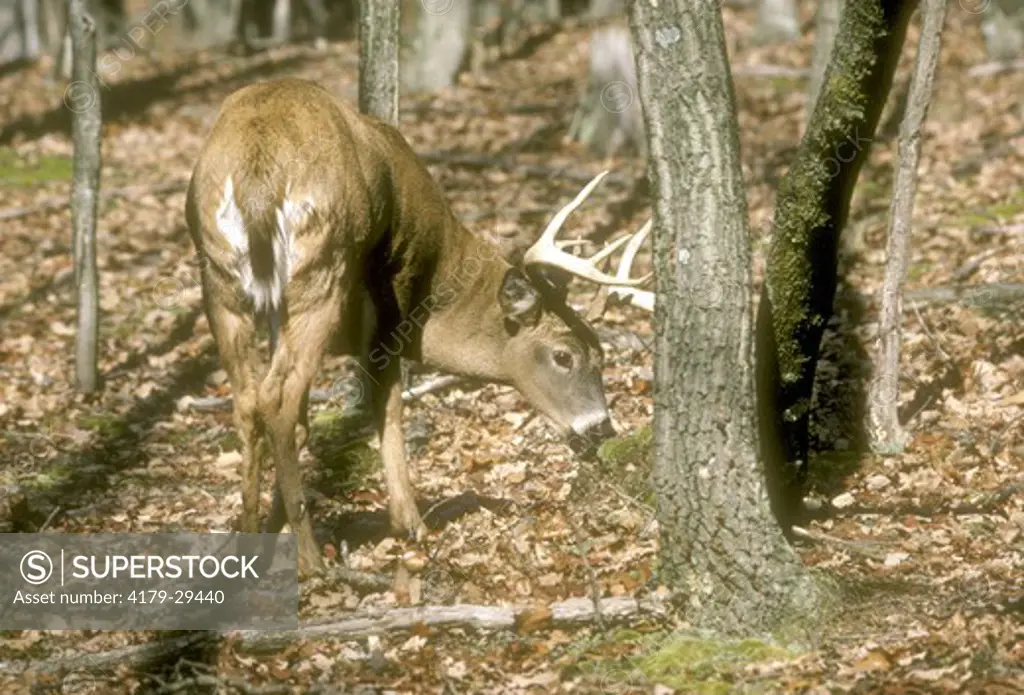 White-Tailed Buck Eating Moss