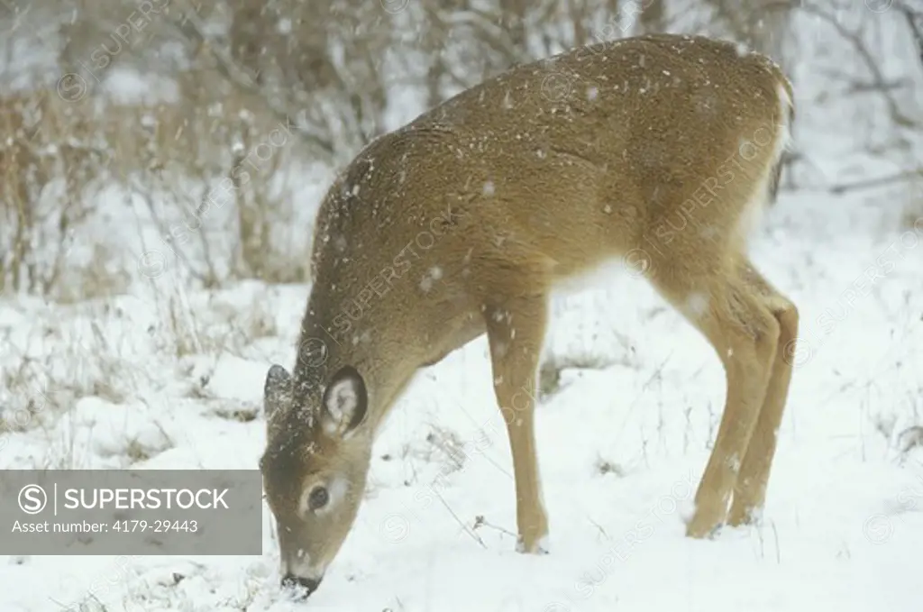 White-tailed Deer foraging in Woods (Odocoileus virginianus), Winter,  MI